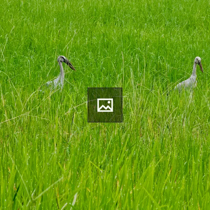 Two Asian Openbill Storks