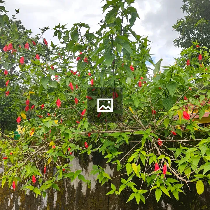 Lush green plant with red teardrop flowers
