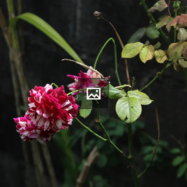 Branch of pink and white flowers