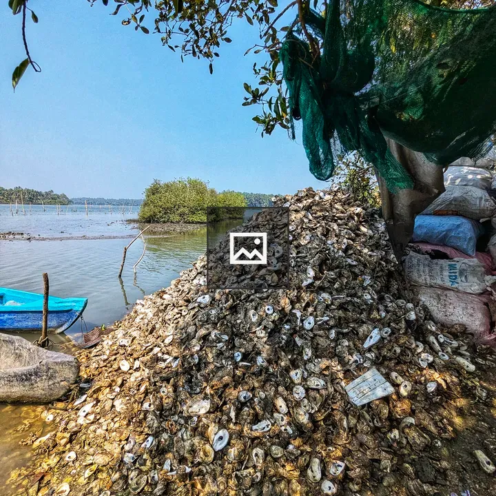 Discarded oyster shells by water