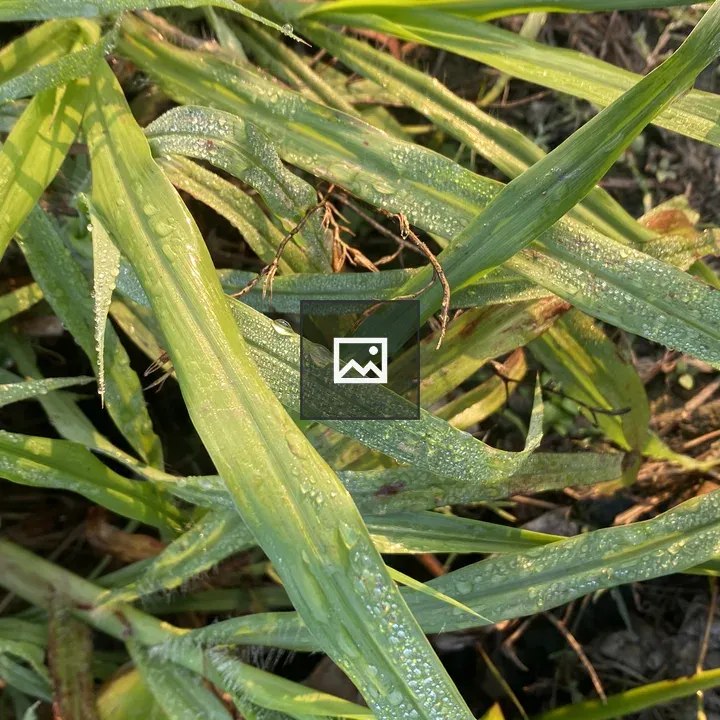 Morning sunlight on grasses