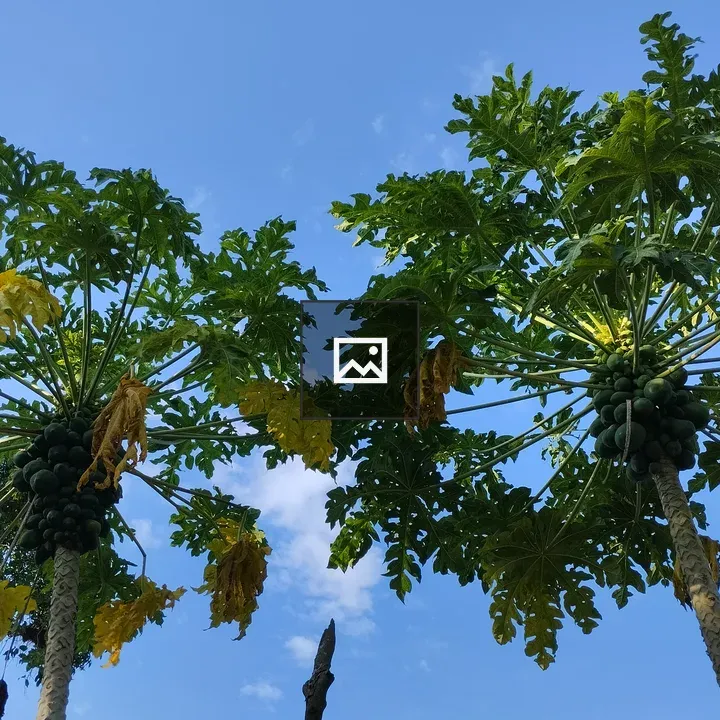 Papaya Tree in Landscape