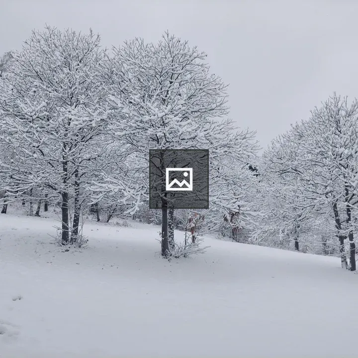Snowy Trees in Forest
