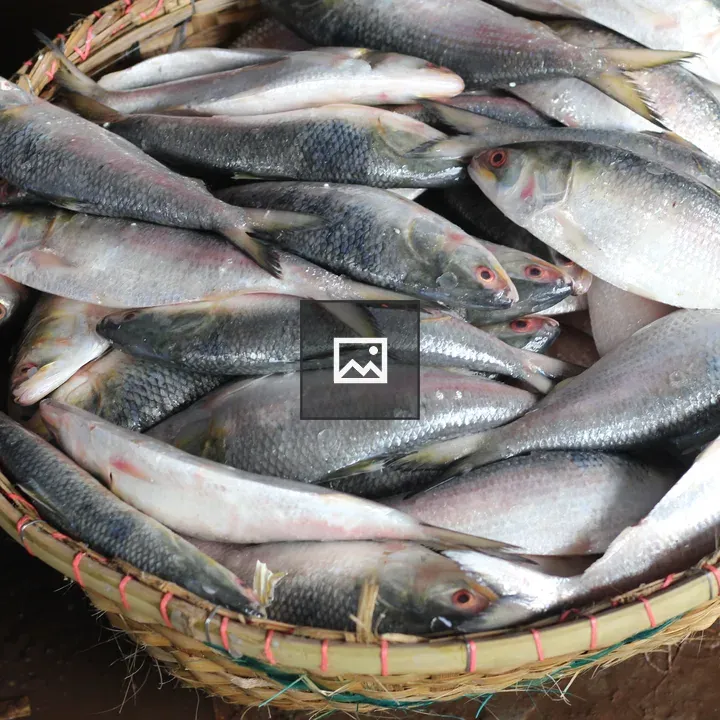 Hilsa Fish in Woven Basket