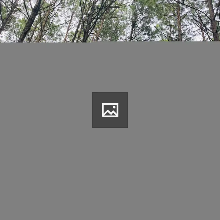 Person in forest among pine trees