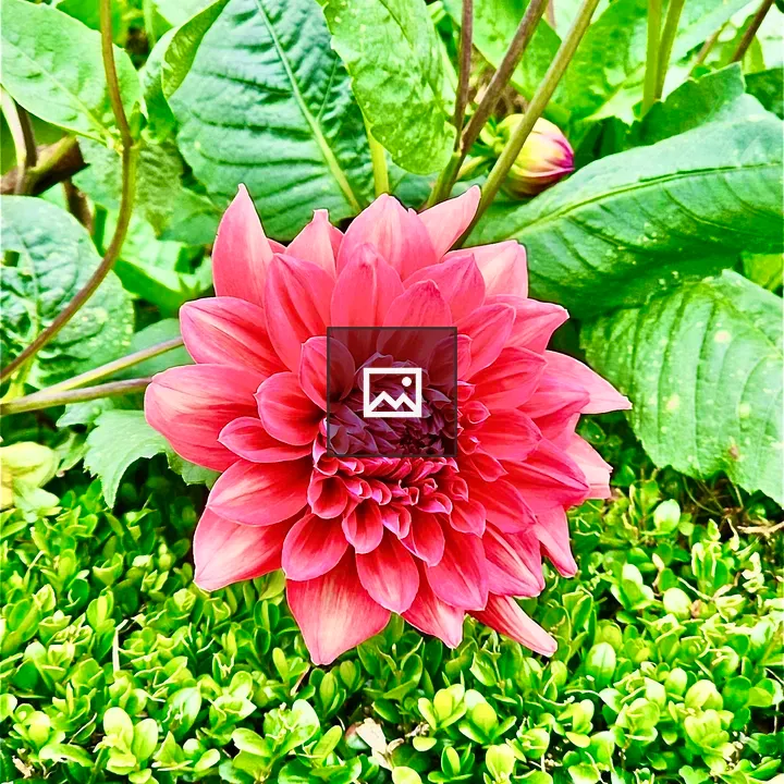Dahlia flower from Rose Garden
