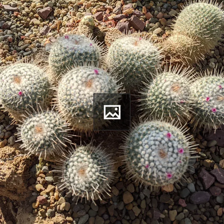 Clump of Round Cacti