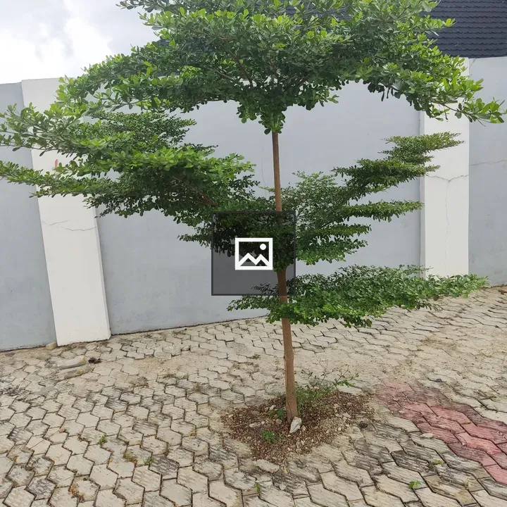 Small tree inside the compound
