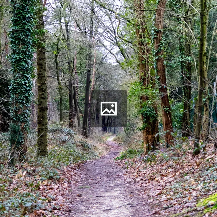 Path Through Forest in Spring