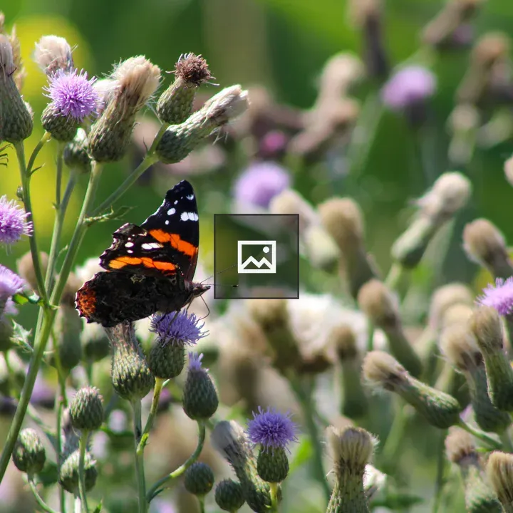 Monarch Butterfly on Purple Thistle