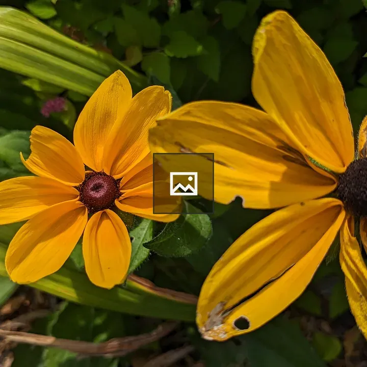 Wilting yellow flowers
