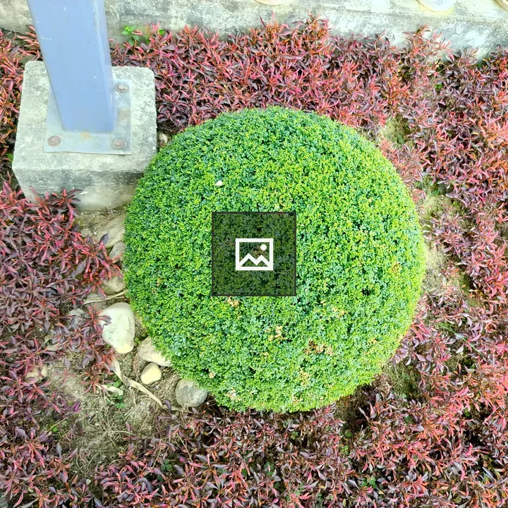 Round manicured shrub in garden bed