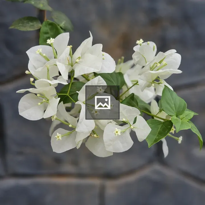 White Bougainvillea Flowers