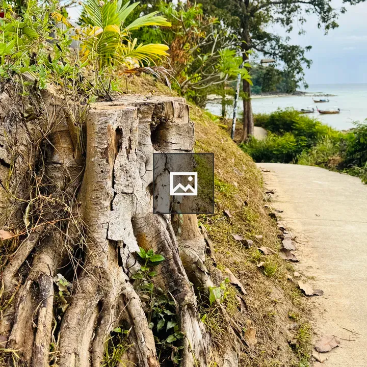 Old gray tree stump and path