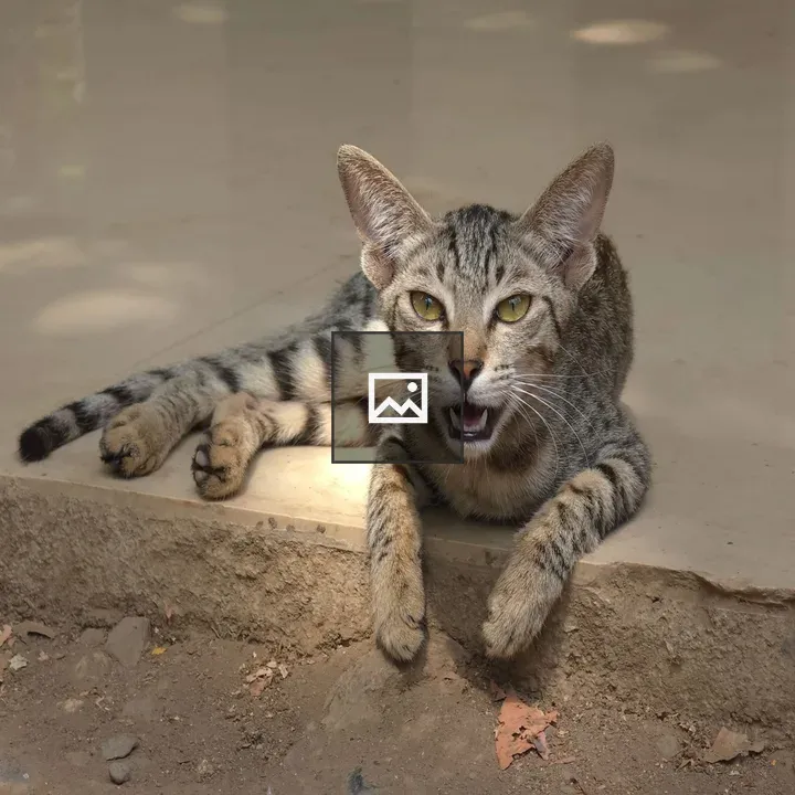 Young tabby cat on stone