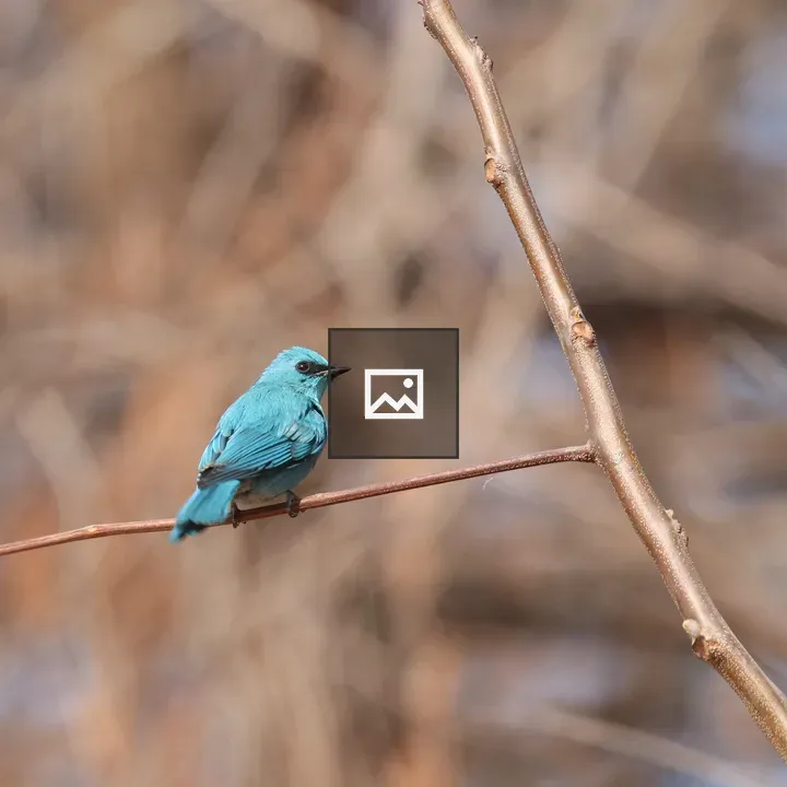 Verditer Flycatcher on Branch