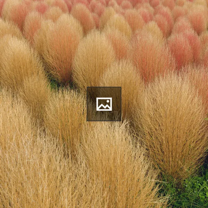 Kochia Field