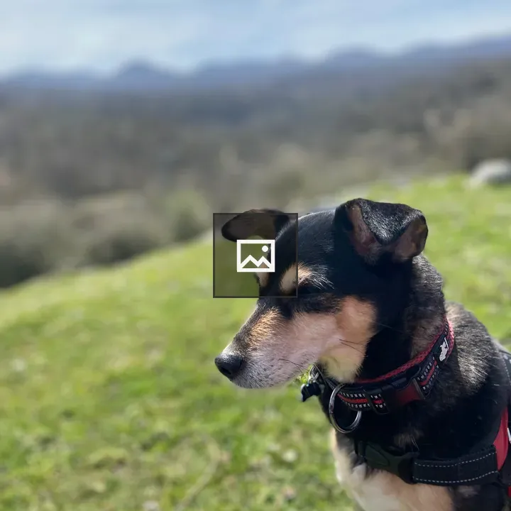 Portrait of a dog with red harness