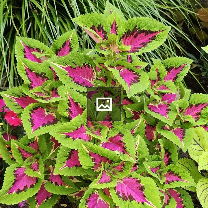 Coleus Cluster in Green and Magenta