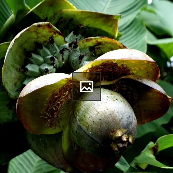 Banana growth close-up