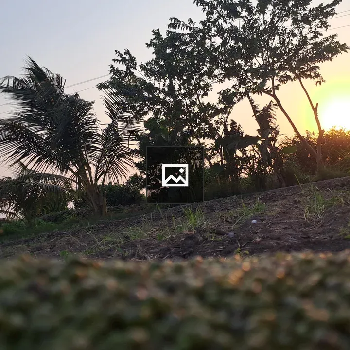 Sunset on farm trees