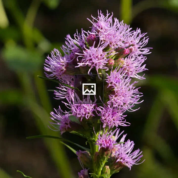 Liatris inflorescence on green