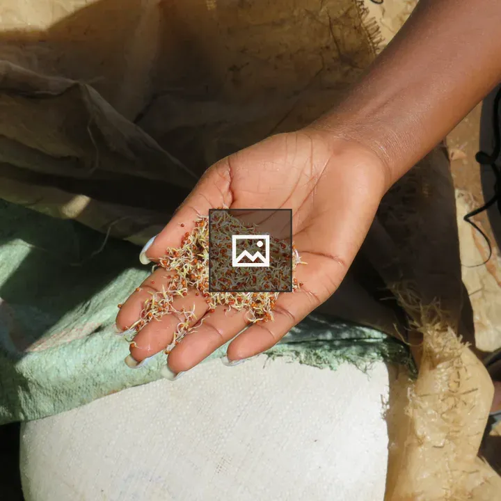 Open Palm with Sprouted Millet Seeds
