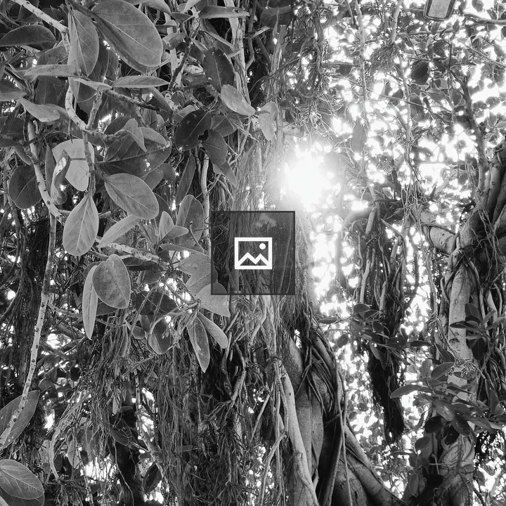 Tree Sunlight Through Leaves