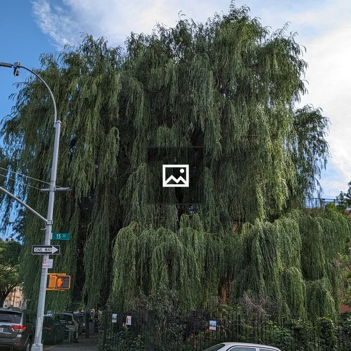Willow Tree Scene