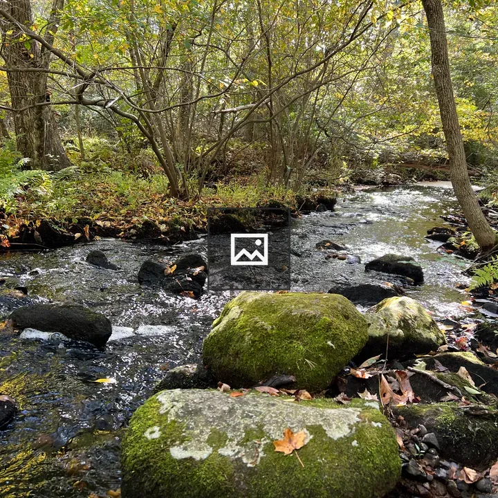 Sin and Flesh Brook in Tiverton Woods