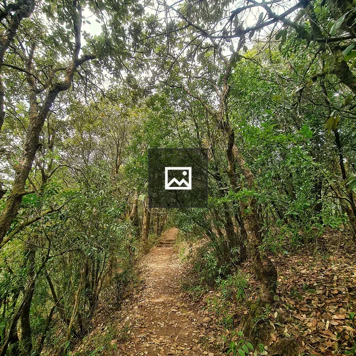 Scenic trekking trail in jungle
