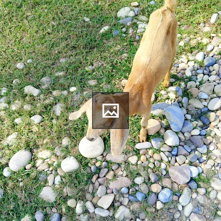 Young goat on grass and stones