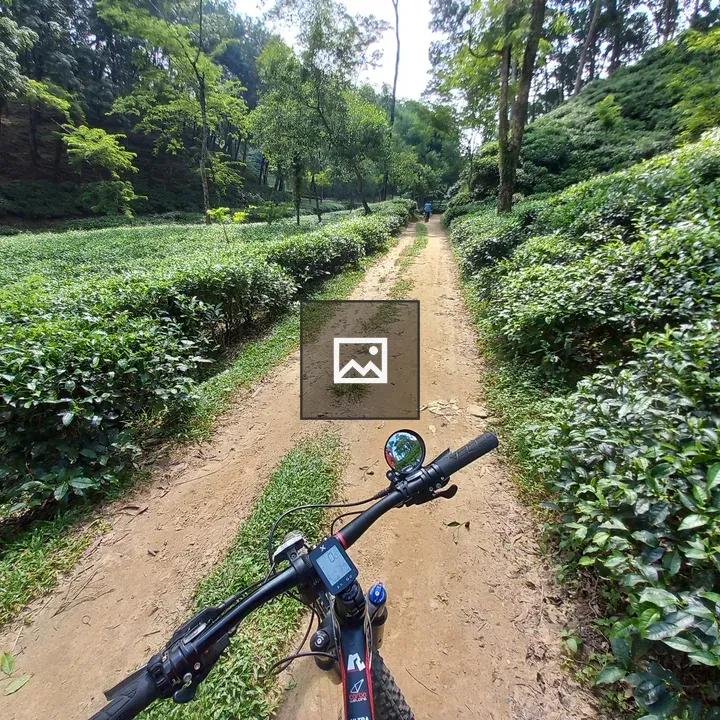 Tea plantation landscape