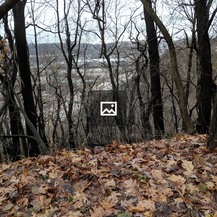 Brown Leaves in Front of Bear Trees