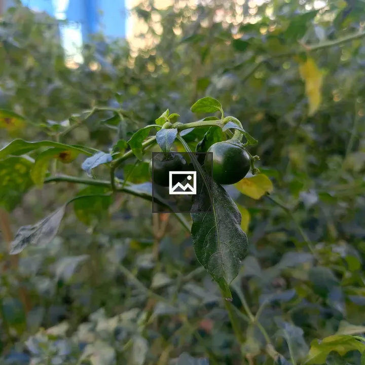 Green chili plant close-up
