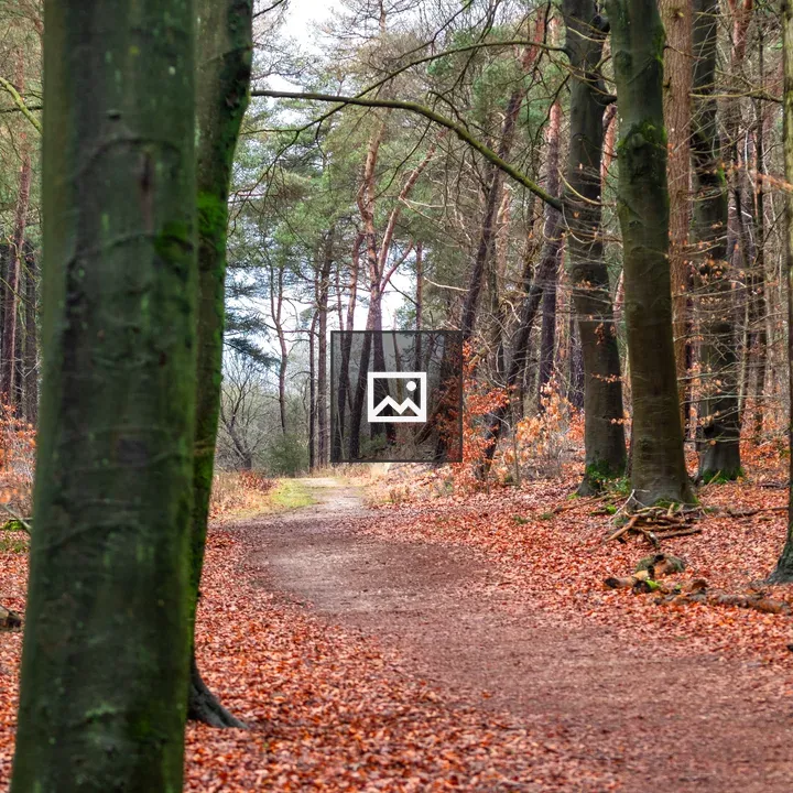 Forest pathway with autumn leaves