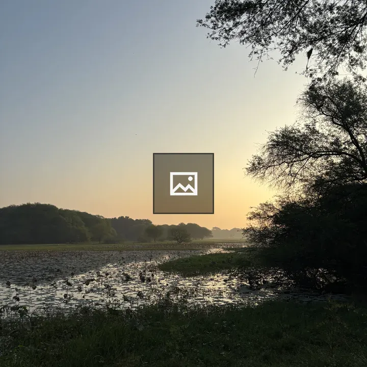 Evening Wetlands Landscape