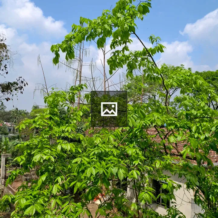 Green leafy tree by white building