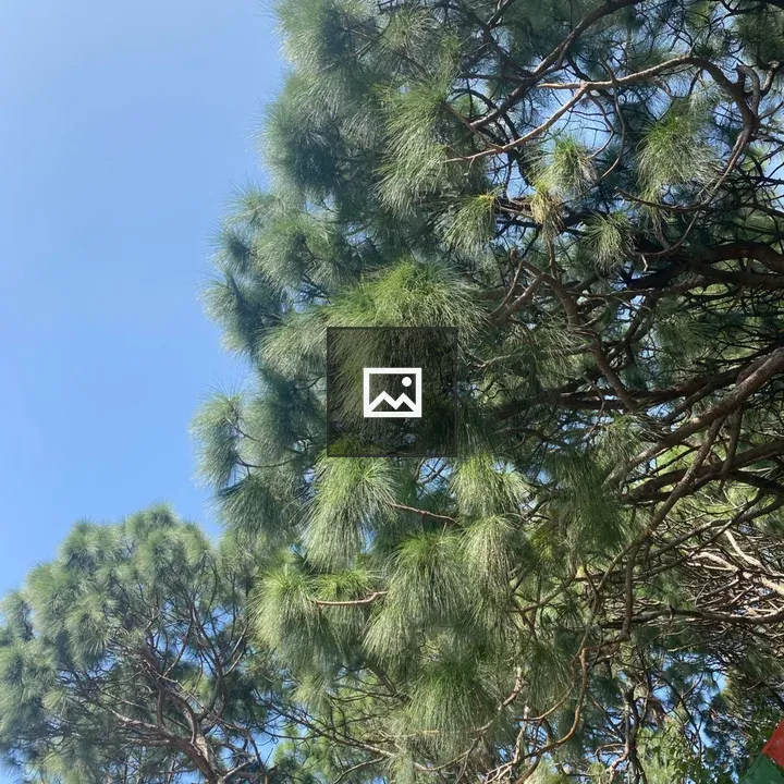 Tall pine trees with prayer flags