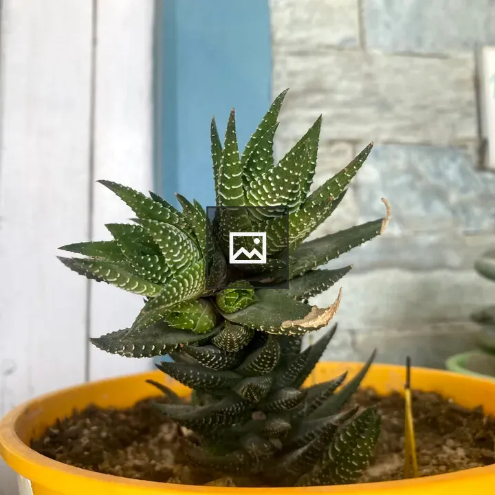Spiky Green succulent plant