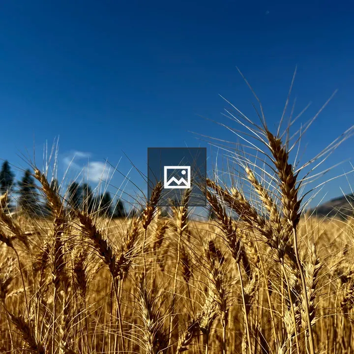 Wheat field during harvest