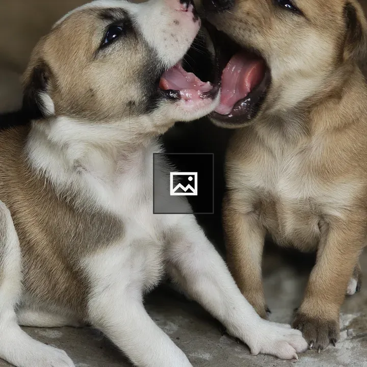 Two puppies barking or yawning