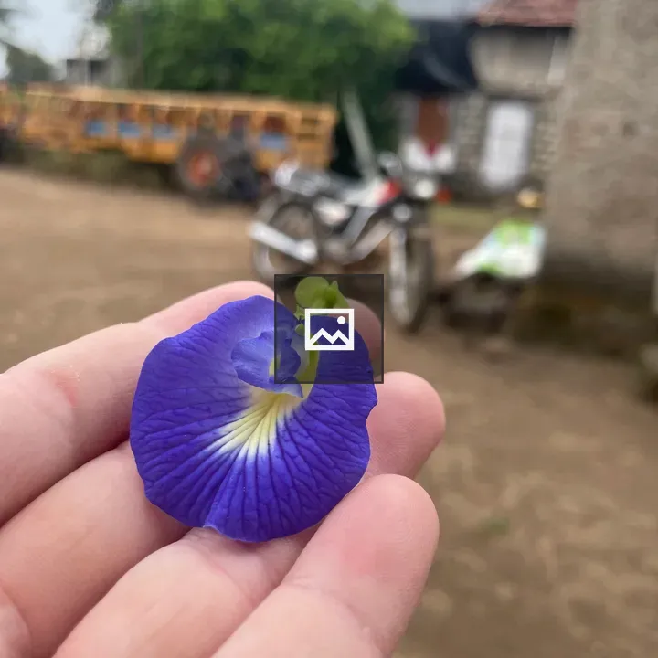Person with blue butterfly pea flower