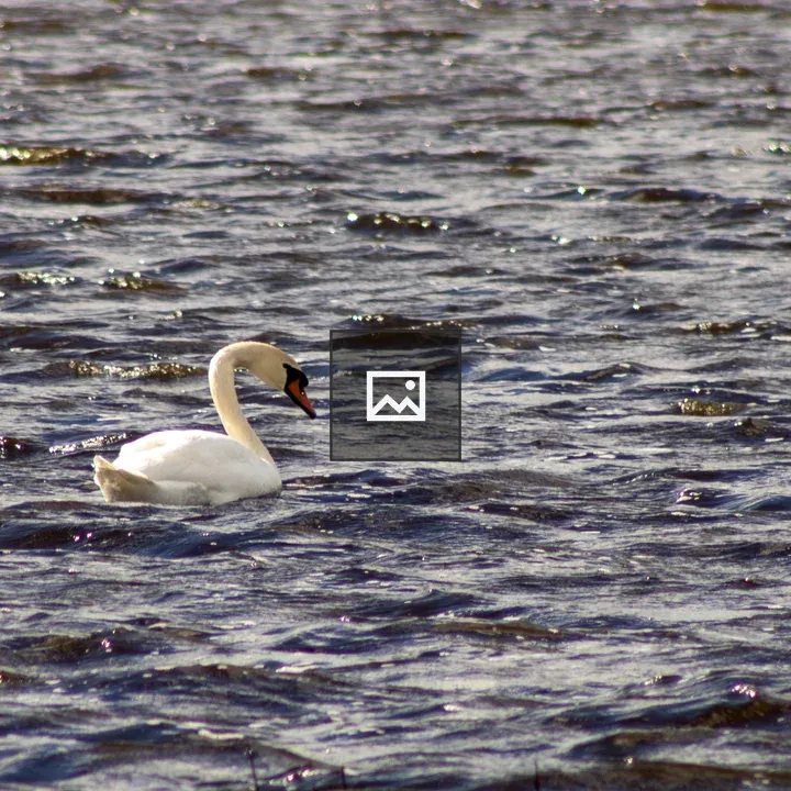 Swan on a Wavy Pond