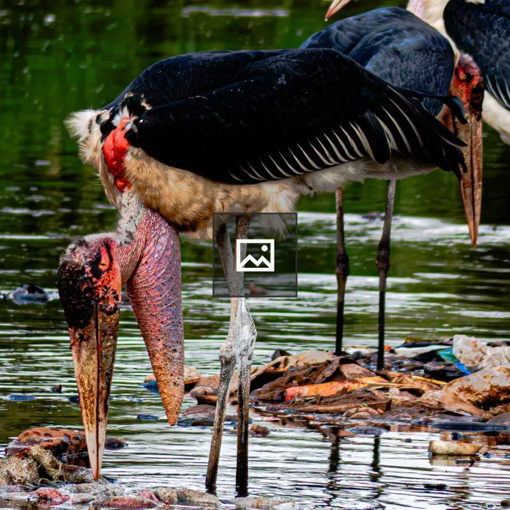 Marabou Storks in Wetland