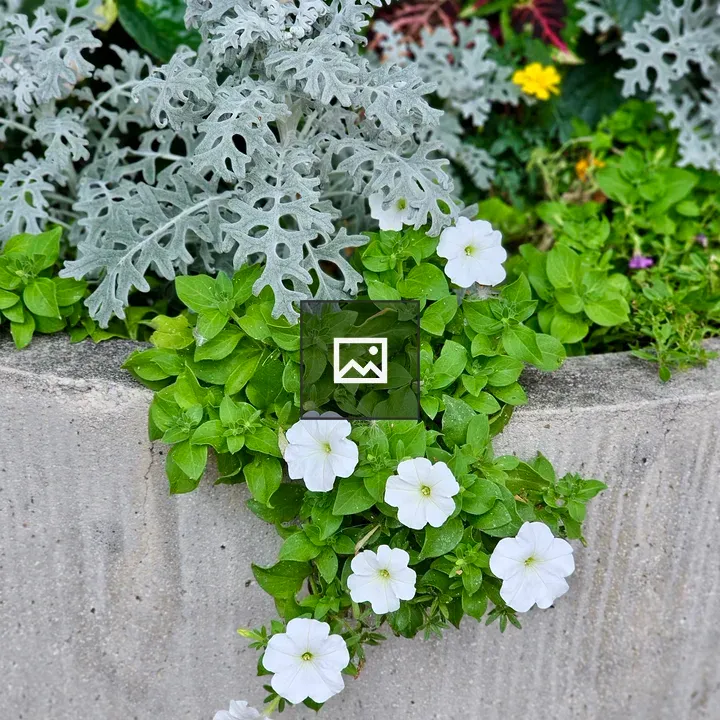 White petunias in concrete planter