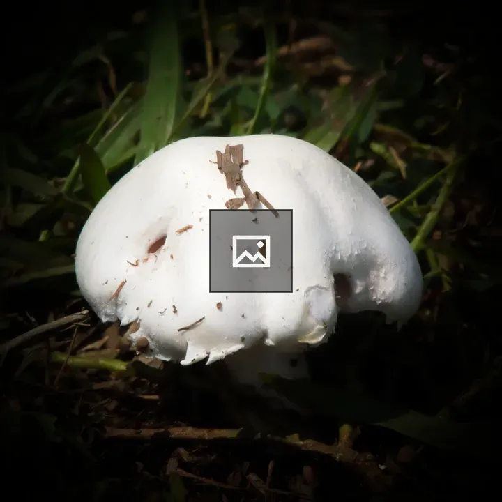 Mushroom in Grass