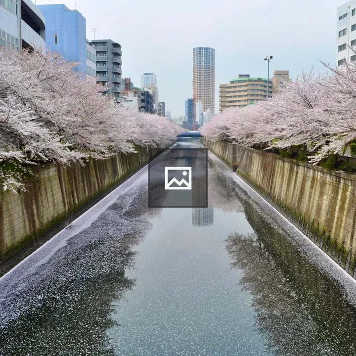 Cherry blossom trees over canal in Nakameguro