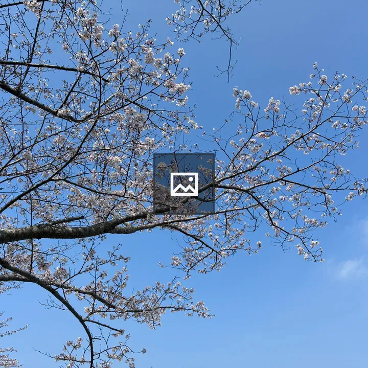 Cherry blossom branches