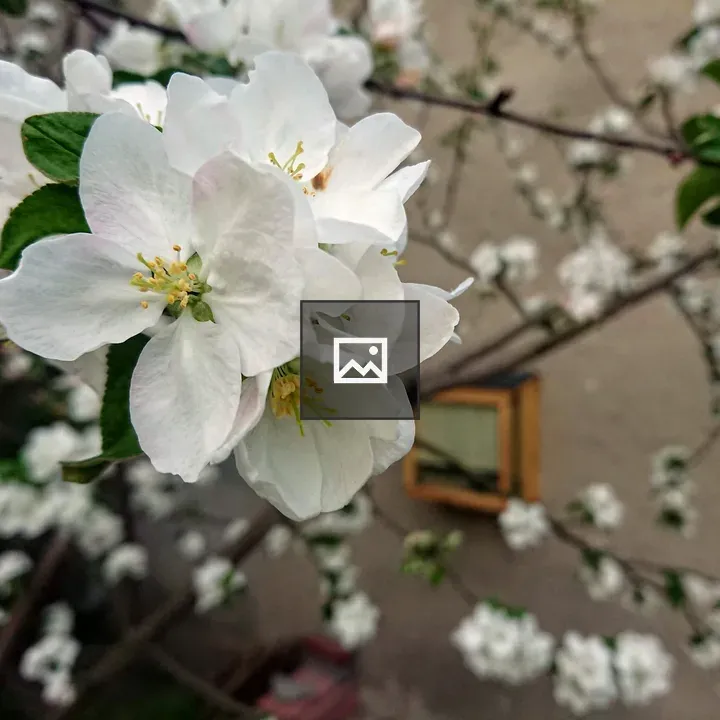 White apple blossoms close-up